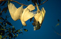 Little corella {Cacatua sanguinea} pair hanging upside down, Kakadu NP, Northern Territory, Australia