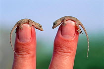 Two tiny Yellow bellied house geckos on fingers {Hemidactylus flaviviridis} Muscat Oman Middle East