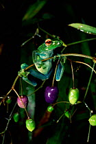 Tree frog hanging on to twig {Boophis luteus} Marojey National Park, Madagascar.