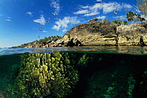 Split-level reef landscape with stony coral, Cuba, Caribbean Sea
