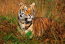 Portrait Bengal tiger in grass {Panthera tigris tigris} captive