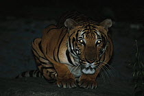 Indo Chinese tiger {Panthera tigris corbetti} at night, Captive