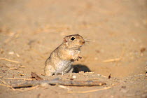 Indian desert gerbil or jird {Meriones hurrianae}  Thar Desert, India