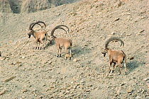 Male Nubian ibex {Capra ibex} Israel, Middle East