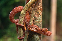 Juvenile Cook's tree boa flicking tongue {Corallus enhydris} Burro Burro, Guyana