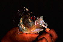 Man holding Piranha to showing sharp teeth & jaws {Serrasalmidae family} Ecuador South America, Amazon