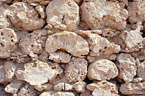 Fossil coral building blocks used in Soakin, Sudan Democratic Republic, N Africa