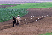 Farmer tilling land with Mules, followed by Cattle egrets looking for insects, Merja Zerga, Morocco