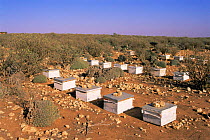 Beehives amongst {Euphorbia} on steppe, Souss-Massa NP, Morocco, North Africa