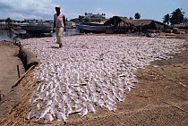 Fish drying at Elmina market, Ghana, West Africa