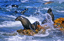 Cape fur seals in surf (Arctocephalus pusillus) Dyer Island, South Africa