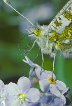 Orange tip butterfly female {Anthocharis cardamines} close up on Lady's smock flower, UK