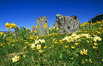 Common primrose {Primula vulgaris} Celandine and Daffodils in graveyard Sutherland, Scotland, UK