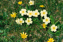 Common primrose {Primula vulgaris} and Lesser celandine {Ranunculus ficaria} flowers, Spring, Scotland UK