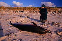 Striped dolphin {Stenella coeruleoalba} killed by fishing trawlers and washed up on beach. Scilly Isles, UK