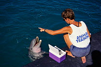 Bottlenose dolphin with trainer {Tursiops truncatus}  Bahamas