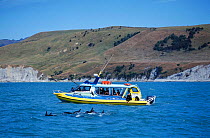 Tourists watch Dusky dolphins from boat. Kaikoura, New Zealand {Lagenorhynchus obscurus}