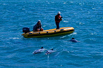 Researchers watch Hectors dolphins {Cephalorhynchus hectori} Akaroa, New Zealand