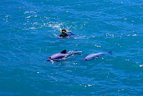 Hectors dolphins with snorkeler at surface {Cephalorhynchus hectori} Akaroa, New Zealand