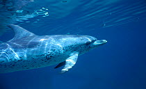 Atlantic spotted dolphin {Stenella frontalis} Bimini, Bahamas, Caribbean