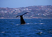 Southern right whale tail fluke {Balaena glacialis australis} off coast of South Africa