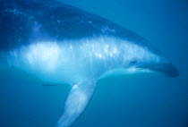 Dusky dolphin underwater {Lagenorhynchus obscurus} Kaikoura, New Zealand