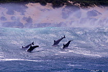 Bottlenose dolphins surfing {Tursiops truncatus} South Africa