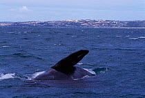 Southern right whale pectoral fin, off coast of South Africa {Balaena glacialis australis}