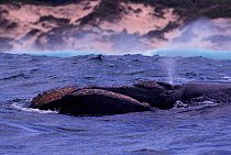 Southern right whale head and blow hole. Off coast of South Africa {Balaena glacialis australis}