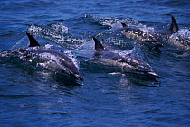 Common dolphins {Delphinus delphis} at surface, off Gibraltar