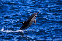 Common dolphin breaching {Delphinus delphis}  Mediterranean off Gibraltar