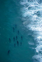 Aerial view of Bottlenose dolphins foraging behind surf line, Cape, South Africa {Tursiops truncatus}