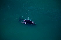 Aerial view of Southern right whale swimming with calf {Balaena glacialis australis} off South Africa.