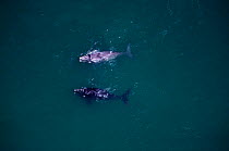Southern right whales, one is albino, South Africa aerial view {Balaena glacialis australis}