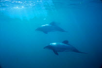 Hectors dolphins underwater {Cephalorhynchus hectori} Akaroa, New Zealand