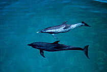 Atlantic spotted dolphins, one is very old {Stenella frontalis} Bimini, Bahamas, Caribbean