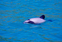 Hectors dolphin at surface {Cephalorhynchus hectori} Akaroa, New Zealand