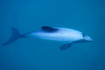 Hectors dolphin {Cephalorhynchus hectori} Akaroa, New Zealand