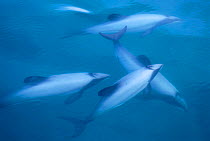 Hectors dolphins underwater {Cephalorhynchus hectori} Akaroa, New Zealand