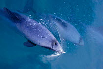 Hectors dolphins surfacing {Cephalorhynchus hectori} Akaroa, New Zealand