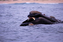 Southern right whale skim feeding, off coast of South Africa {Balaena glacialis australis}