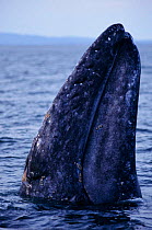 Grey whale spy hopping {Eschrichtius robustus} Baja California, Mexico