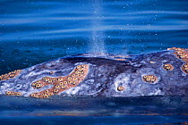 Grey whale blowing {Eschrichtius robustus} Baja California, Mexico