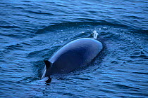 Minke whale at surface {Balaenoptera acutorostrata} Iceland