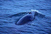 Minke whale surfacing {Balaenoptera acutorostrata} Iceland
