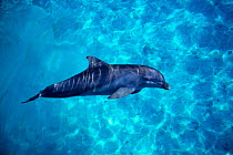 Bottlenose dolphin {Tursiops truncatus}  Bahamas