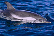 Striped dolphin surfacing {Stenella coeruleoalba} Gibraltar, Mediterranean