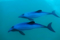 Hectors dolphin mother + calf {Cephalorhynchus hectori} Akaroa, New Zealand