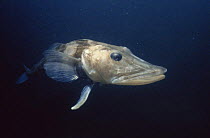 Icefish {Chaenocephalus aceratus} Antarctica. Note - no scales or haemoglobin, so blood is white