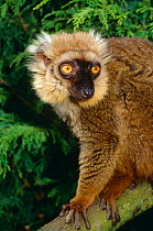 Sanford's brown lemur {Eulemur fulvus sanfordi} captive from Madagascar